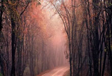 纽卡斯尔主场告捷，稳固中下游位置